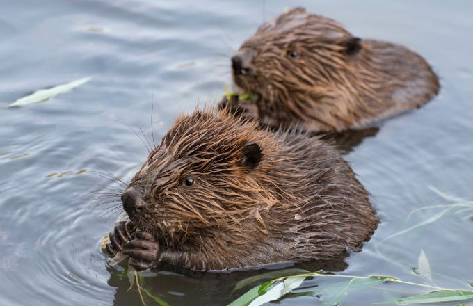 Castor : pièges interdits