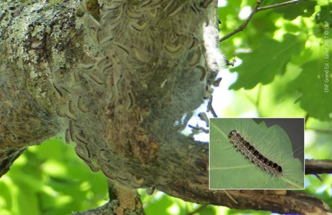 Alerte chenilles processionnaires du chêne
